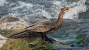 Riedscharbe